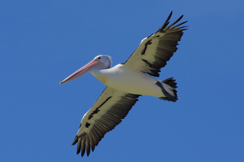  Australian Pelican (Pelecanus conspicillatus) at Lake Numalla