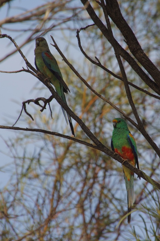  Mulga Parrots (Psephotus varius) female and male