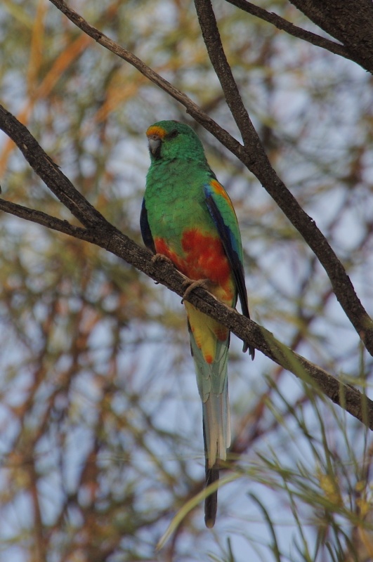  Mulga Parrot (Psephotus varius) male