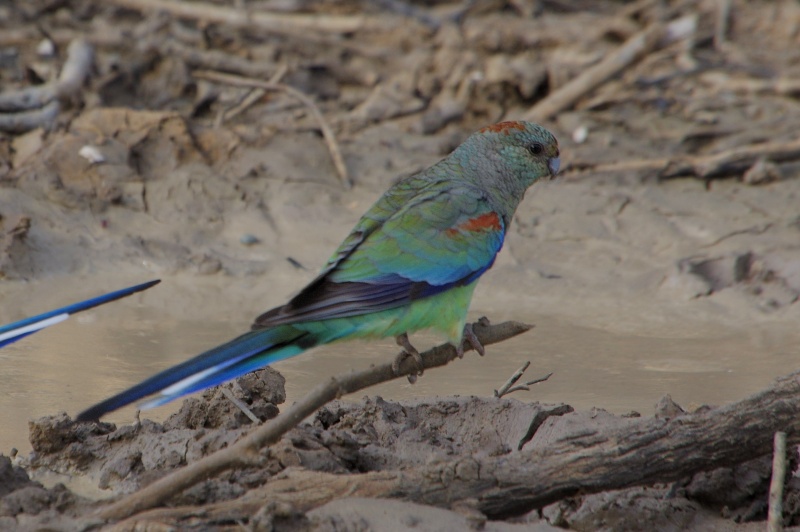  Mulga Parrot (Psephotus varius) female