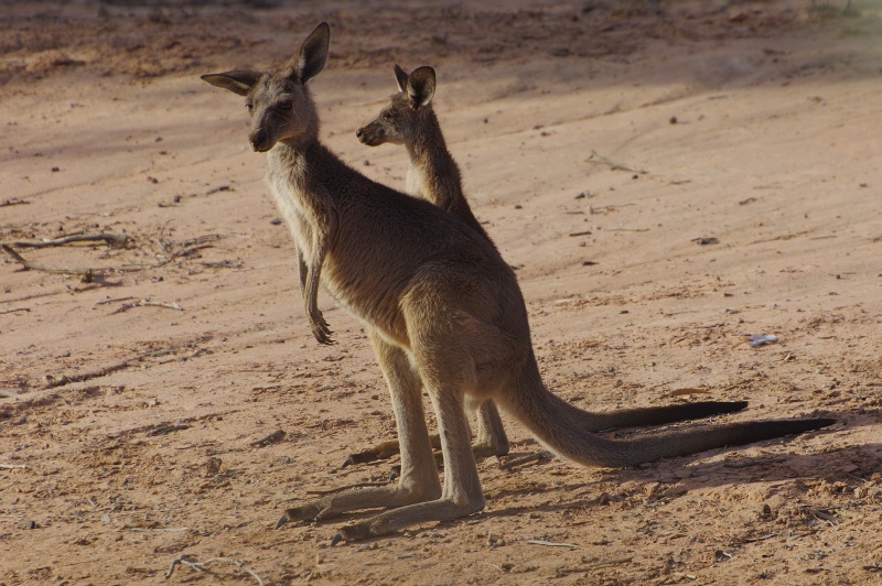  Eastern Grey Kangaroos (Macropus giganteus)