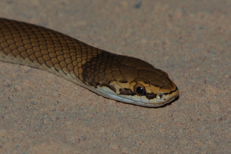  Curl snake (Suta suta)