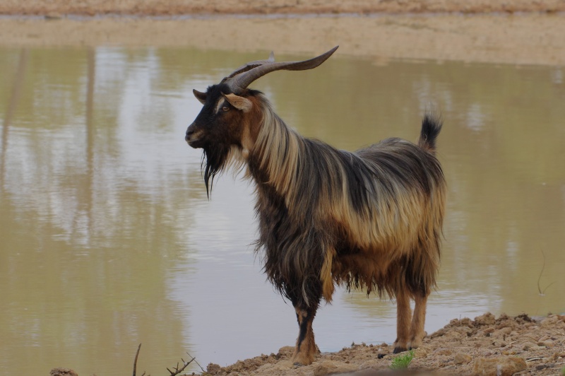  Feral Goat