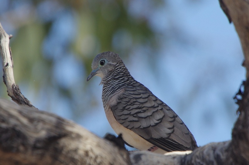  Peaceful Dove (Geopelia striata)