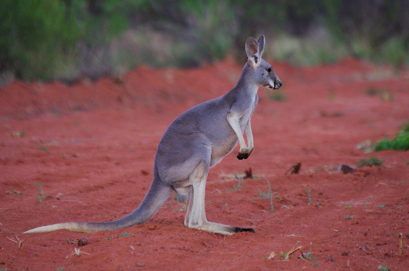  Red Kangaroo (Macropus rufus)