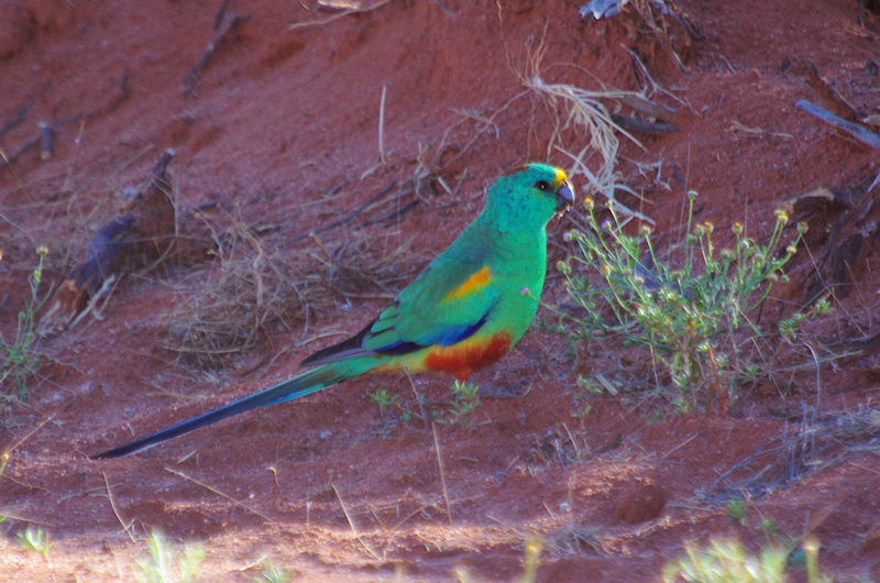  Mulga Parrot (Psephotus varius) Male