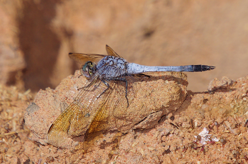  Blue Skimmer (Orthetrum caledonicum) Male