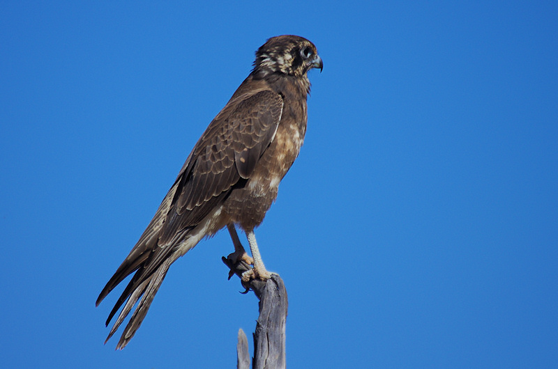  Brown Falcon (Falco berigora)
