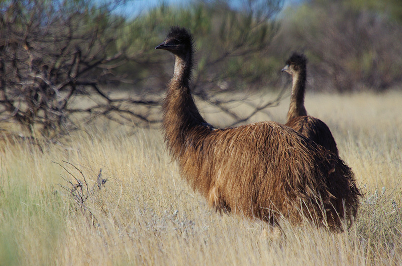  Emu (Dromaius novaehollandiae)