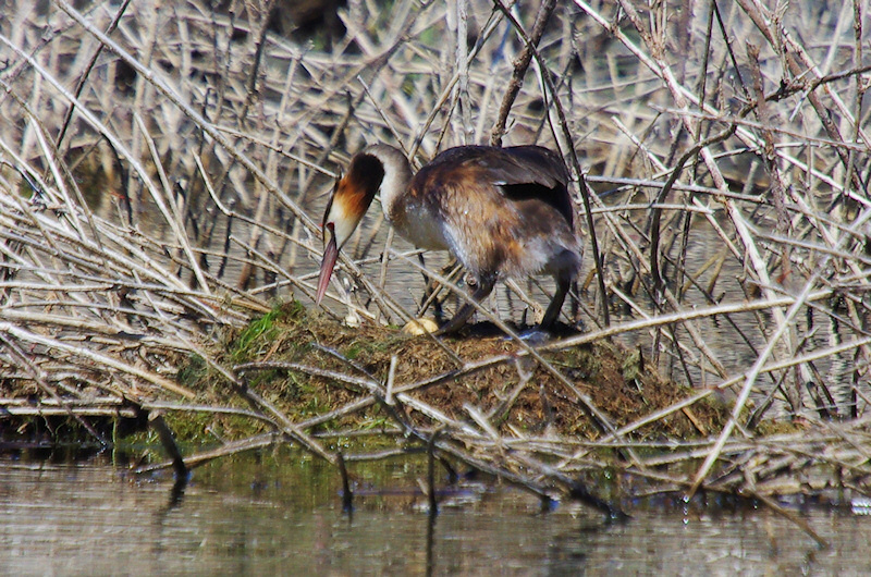  Great Crested Grebe (Podiceps cristatus) at nest