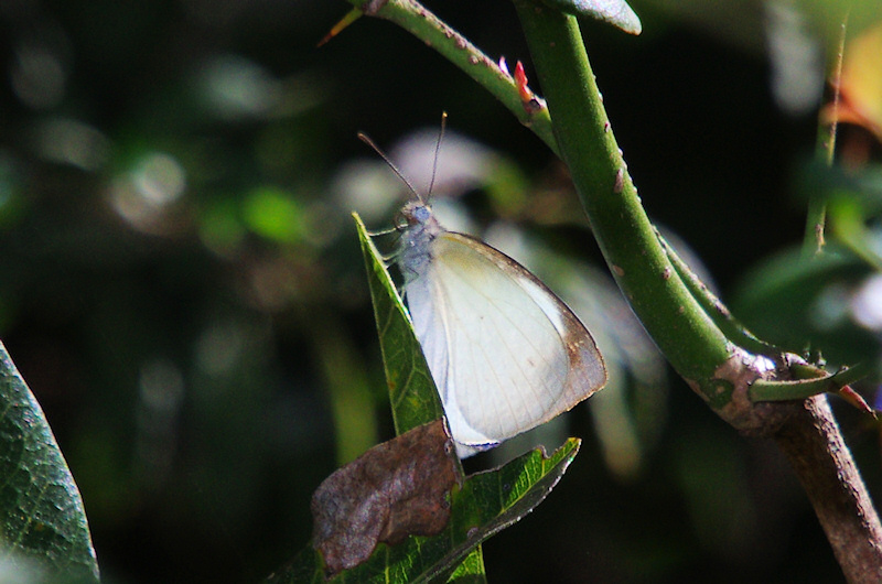  Southern Pearl-white (Elodina angulipennis)
