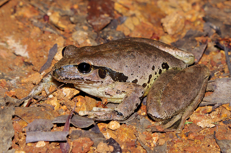  Stony-creek Frog (Litoria lesueuri)