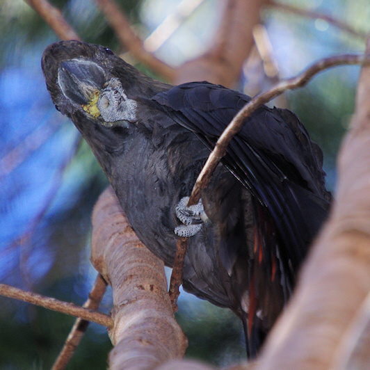  Glossy Black-Cockatoo (Calyptorhynchus lathami)
