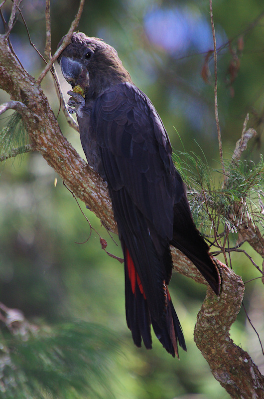  Glossy Black-Cockatoo (Calyptorhynchus lathami) Male
