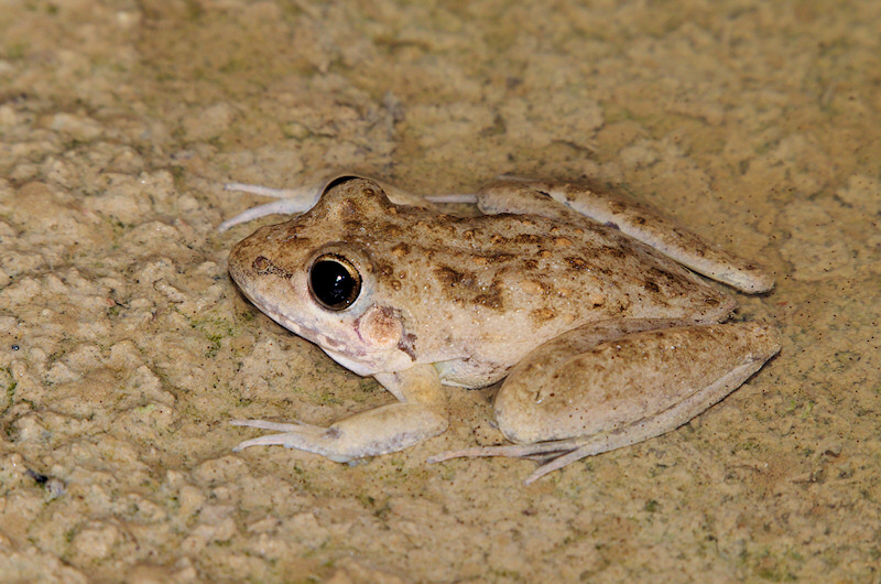  Peter's Frog (Litoria inermis)