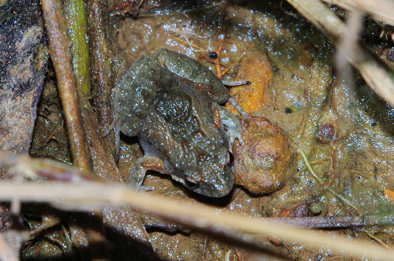  Eastern Sign-bearing Froglet (Crinia parinsignifera)