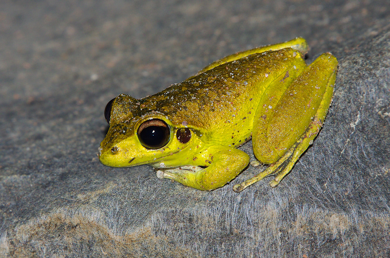  Wilcox's Frog (Litoria wilcoxii)