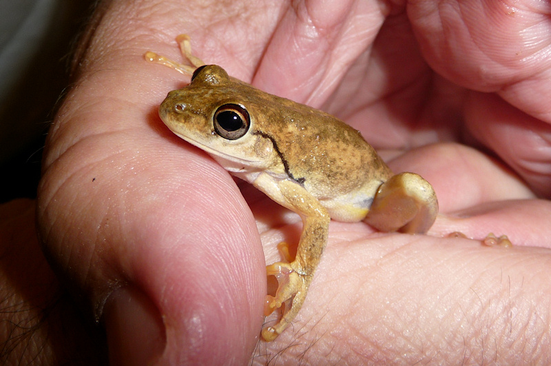 Roth's Tree Frog (Litoria rothii), Daly Waters, NT