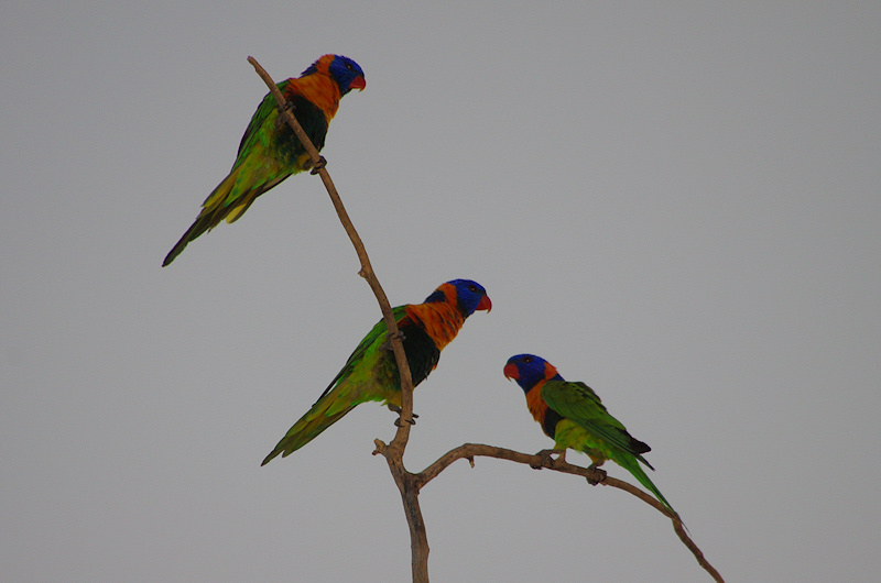  Rainbow (Red-collared) Lorikeet (Trichoglossus haematodus, Northern form - rubritorquis), Daly Waters, NT