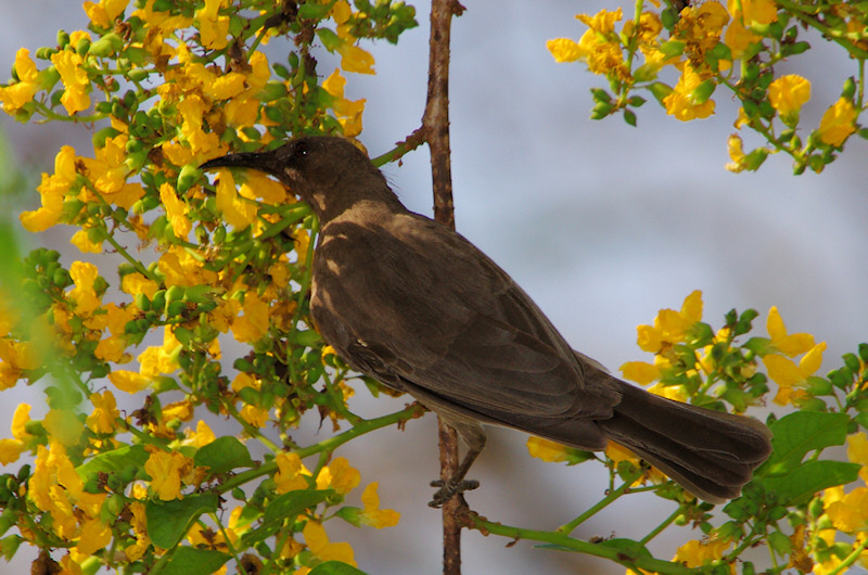  Dusky Honeyeater (Myzomela obscura, northern form - obscura), Palmerston, NT