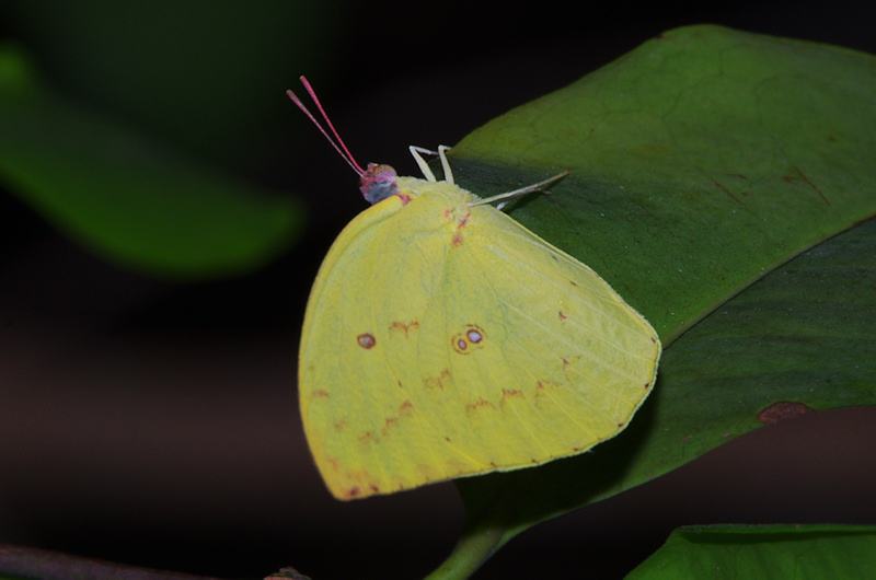  Lemon Migrant (Catopsilia pomona), Female pale form, Palmerston region, NT