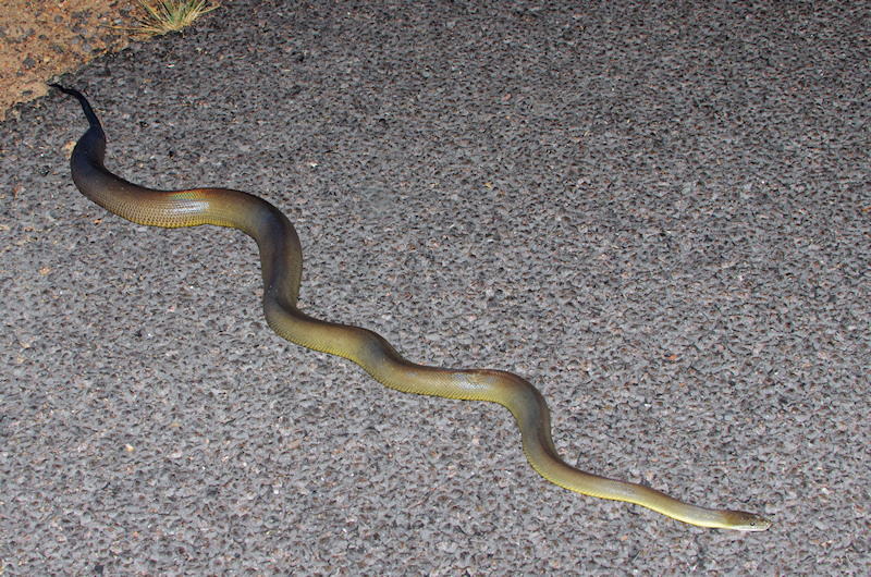  Water python (Liasis mackloti), Fogg Dam, NT