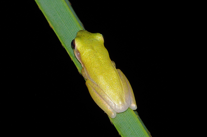 Northern Dwarf Tree Frog (Litoria bicolor), Fogg Dam, NT