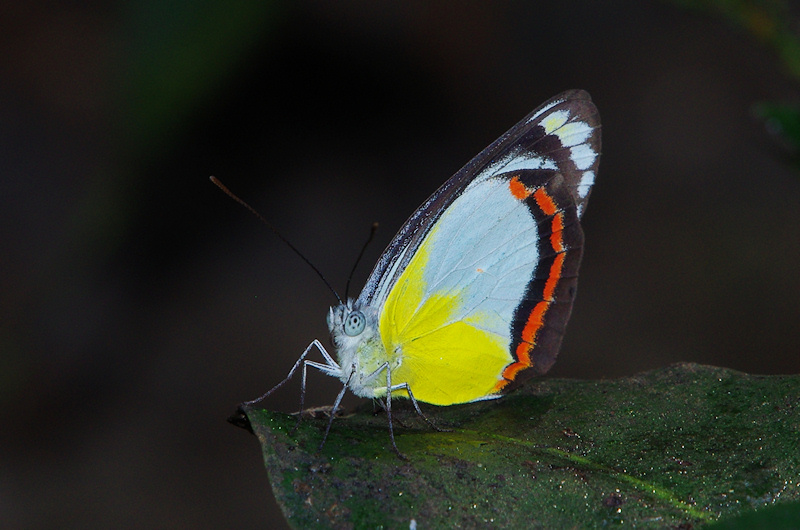  Red-banded Jezebel (Delias mysis), Palmerston, NT
