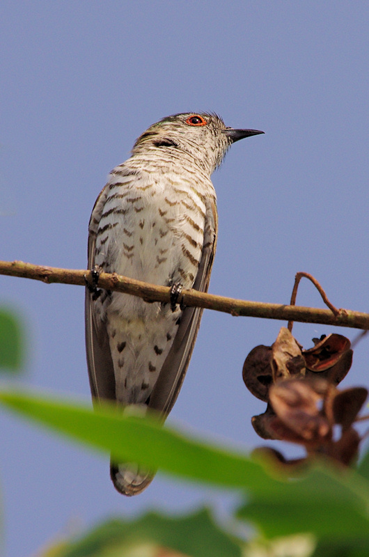  Little Bronze-Cuckoo (Chalcites minutillus, northern form - minutillus) Male, Palmerston, NT