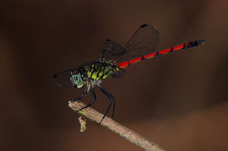  Red Swampdragon (Agrionoptera insignis), Palmerston region, NT