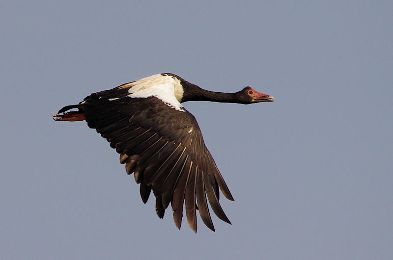 Magpie Goose (Anseranas semipalmata), Manton Dam, NT