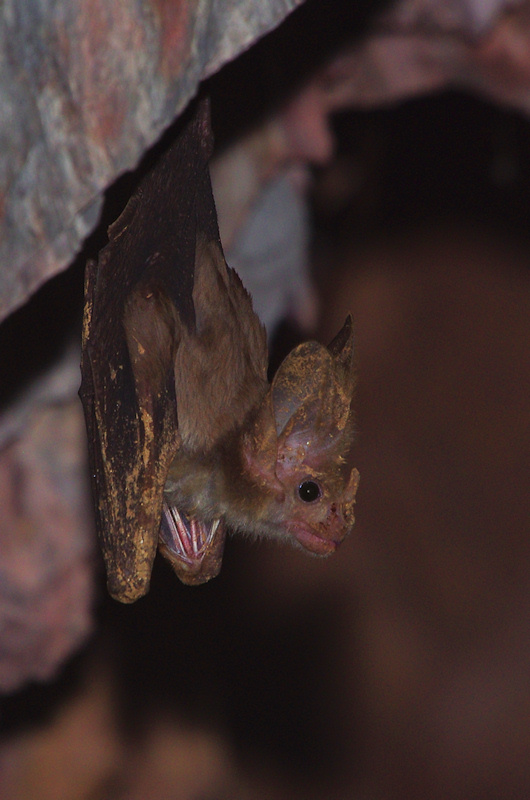  Ghost Bat (Macroderma gigas), Litchfield National Park, NT