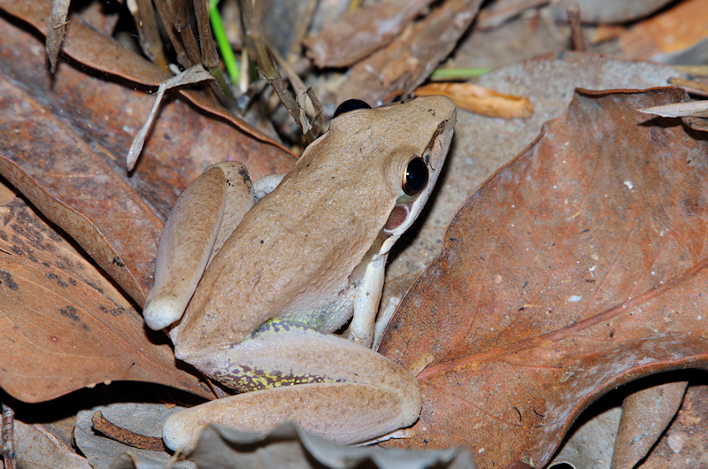  Tornier's Frog (Litoria tornieri), Litchfield National Park, NT