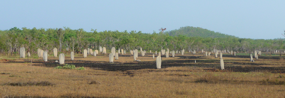  Magnetic Termite Mounds, Litchfield National Park, NT