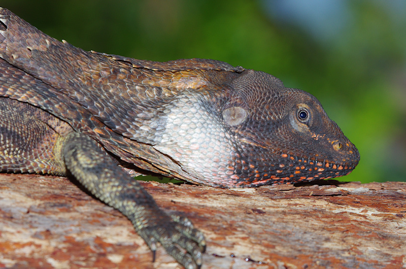  Frill-necked dragon (Chlamydosaurus kingii), Litchfield National Park, NT