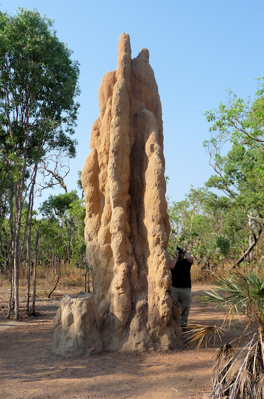  Bruce photographs Cathedral Termite (Nasutitermes triodiae) mound
