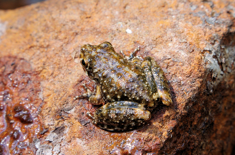  Rockhole Frog (Litoria meiriana), Litchfield National Park, NT