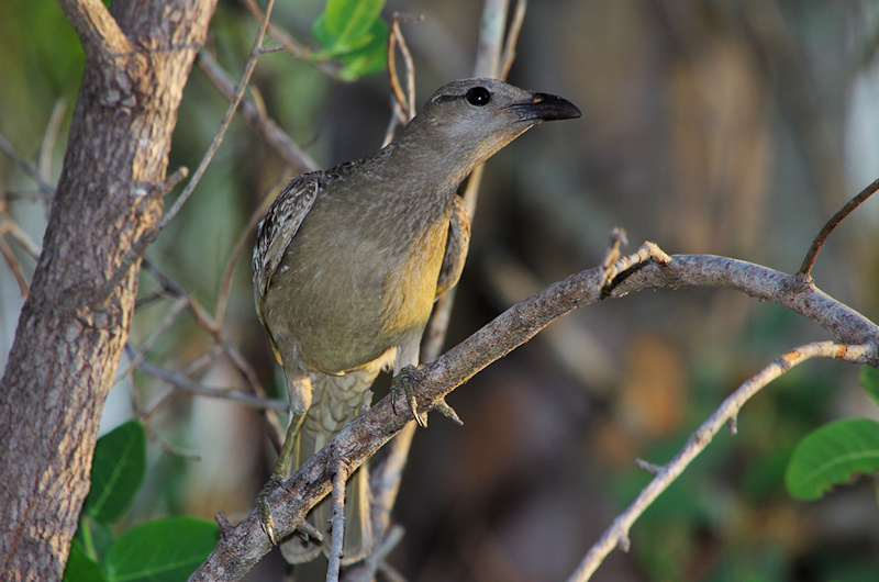  Great Bowerbird (Ptilonorhynchus nuchalis), Litchfield National Park, NT