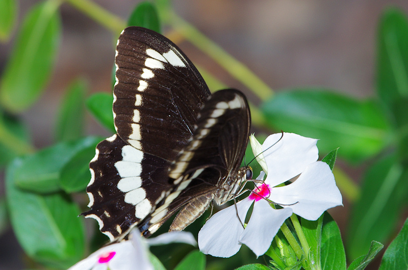  Fuscous Swallowtail (Papilio fuscus), Litchfield National Park, NT