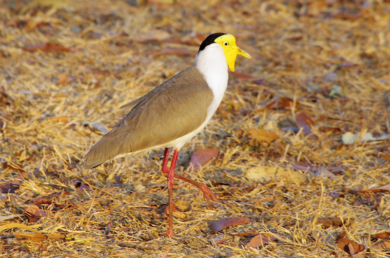  Masked Lapwing (Vanellus miles, Northern form - miles), Copperfield Dam, NT