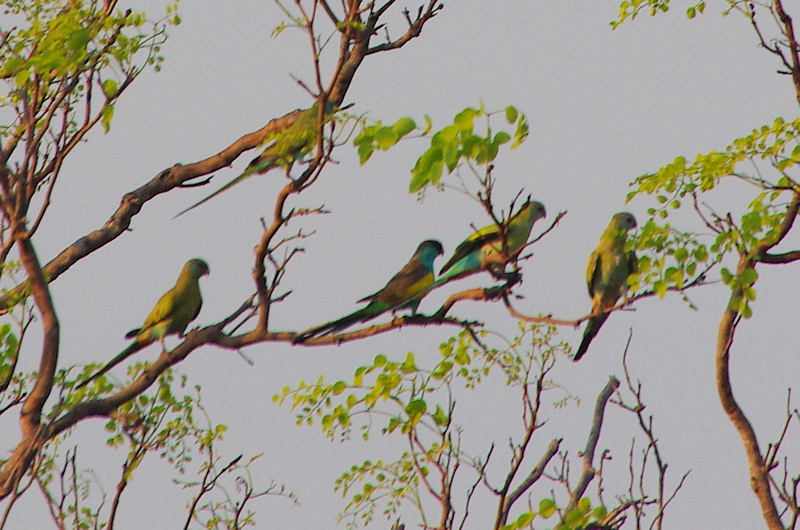  Hooded Parrots (Psephotus dissimilis), Copperfield Dam, NT