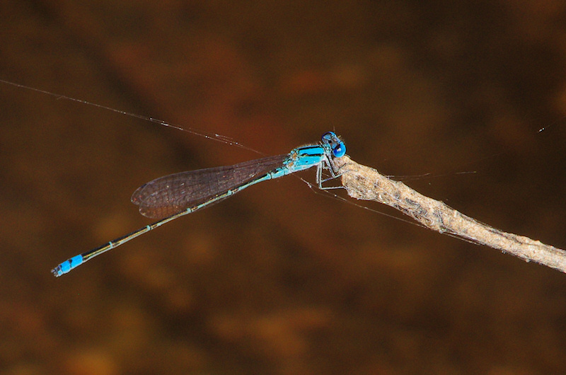 Blue Riverdamsel (Pseudagrion microcephalum) Male, Umbrawarra Gorge, NT
