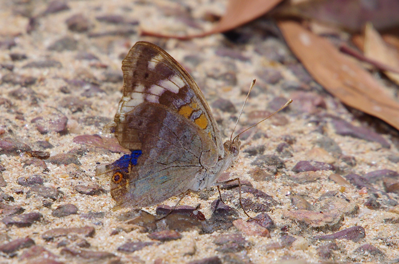  Blue Argus (Junonia orithya), Umbrawarra Gorge, NT