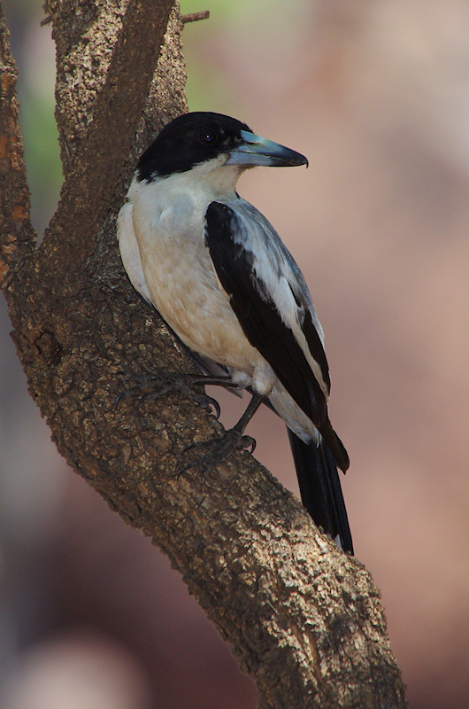  Grey Butcherbird (Cracticus torquatus, nothern form - colletti), Umbrawarra Gorge, NT