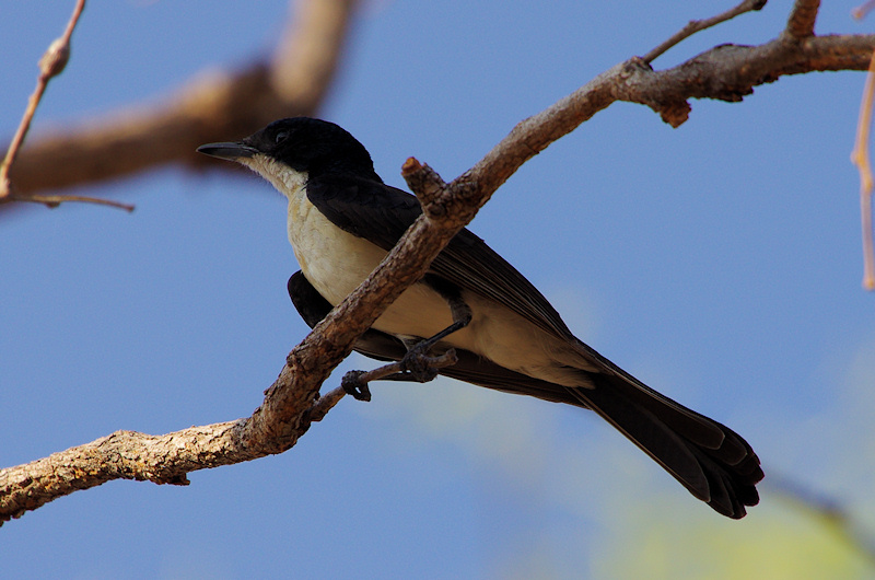  Restless Flycatcher (Myiagra inquieta, northern form - nana), Edith Falls, NT