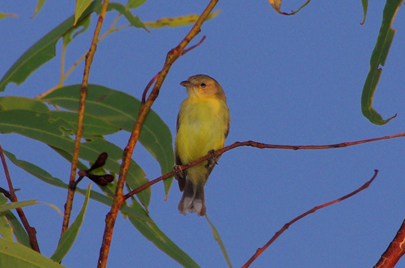  Weebill (Smicrornis brevirostris, northern form - flavescens), Edith Falls, NT