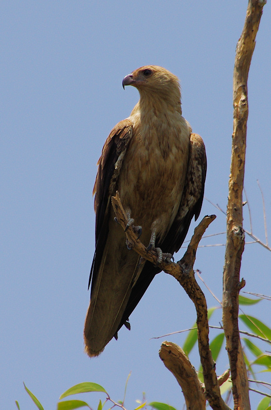  Whistling Kite (Haliastur sphenurus), Kakadu National Park, NT