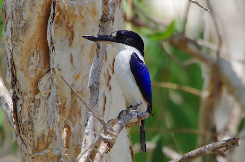  Forest Kingfisher (Todiramphus macleayii) Male, Kakadu National Park, NT
