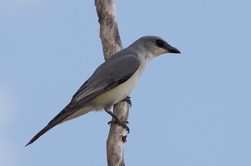  White-bellied Cuckoo-shrike (Coracina papuensis, northern form - hupoleuca), Ubirr, NT