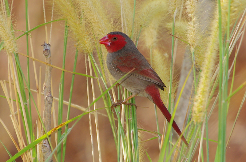  Crimson Finch (Neochmia phaeton) Female, Lake Jabiru, NT